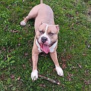 Tank Tank is registered to the contest to win money with this photo: animal, canine, daylight, dog, fur, grass, greenery, happy, laying, mammal, nature, outdoor, paw, pet, pitbull, playful, smiling, stick, tongue, tongue_out