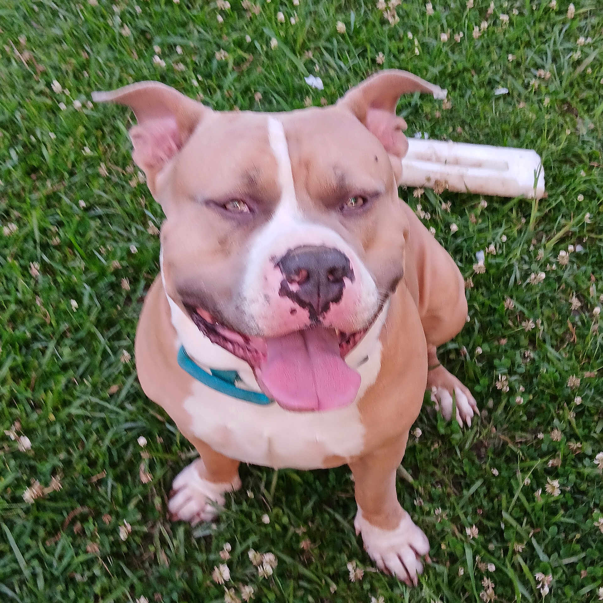 Tank Tank is registered to the contest to win money with this photo: animal, brown, canine, chew_toy, closeup, collar, cute, dog, ears, face, grass, happy, nature, outdoor, panting, pet, playful, sitting, tongue, white