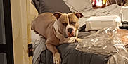 Tank Tank joined the competition — help win amazing prizes! bed, blanket, brown_dog, candle, comfort, container, cozy, curtain, dog, evening, fan, furniture, indoor, pet, pillow, plastic, relaxation, resting, room, white_markings