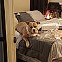 bed, blanket, brown_dog, candle, comfort, container, cozy, curtain, dog, evening, fan, furniture, indoor, pet, pillow, plastic, relaxation, resting, room, white_markings