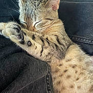 Kiara a rejoint le concours — aidez-le/la à gagner de superbes lots ! kittens, cats, sleeping, cuddling, tabby, striped_fur, close_up, portrait, cozy, relaxed, pets, felines, kitten, animal, fur, whiskers, ears, paws, indoors, nap