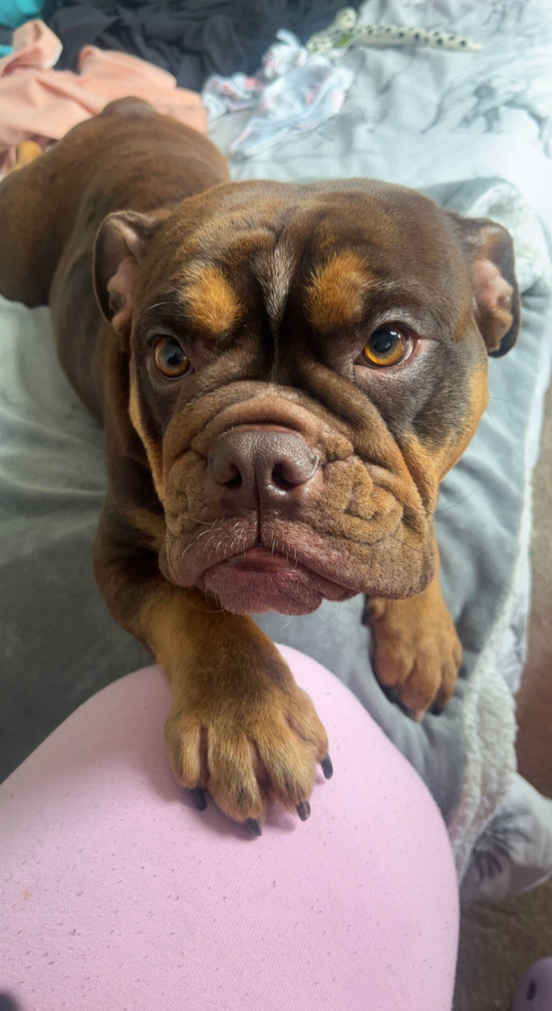 Dottie is registered to the contest to win money with this photo: boxer, bulldog, canidae, carnivore, collar, companion_dog, dog, dog_breed, dog_collar, ear, fawn, liver, molosser, plant, snout, sporting_group, terrestrial_animal, whiskers, working_animal, wrinkle