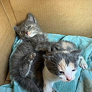 Sox is registered to the contest to win money with this photo: animal, blanket, box, calico_cat, cat, claws, cozy, cute, feline, fur, gray_cat, indoor, kitten, pet, resting, sleepy, small, soft, whiskers, young