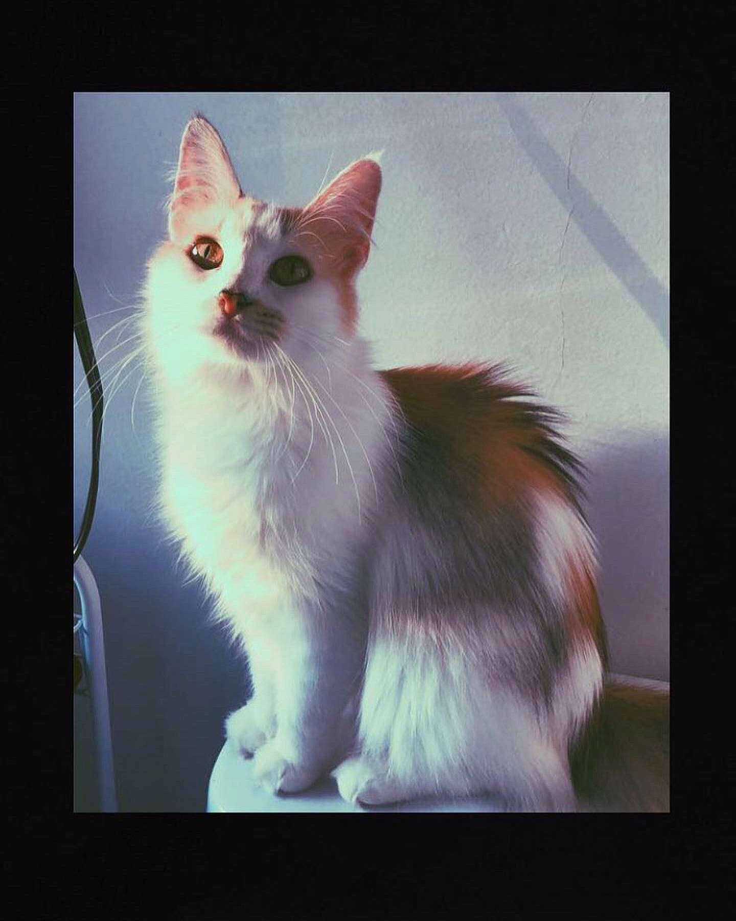 Bunny joined the competition — help win amazing prizes! carnivore, cat, darkness, display_device, felidae, fur, organism, paw, photo_caption, rectangle, sitting, small_to_medium_sized_cats, square, still_life_photography, tail, whiskers