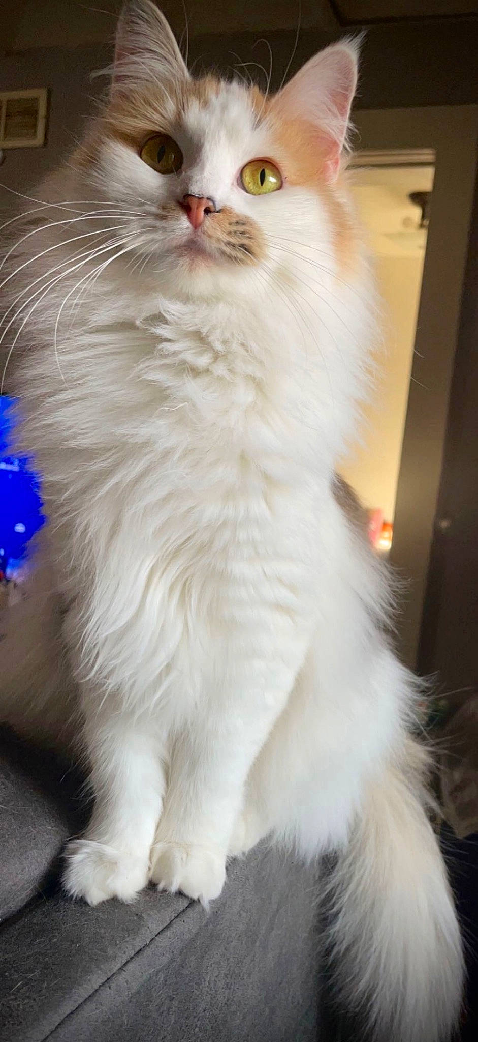 Bunny is registered to the contest to win money with this photo: carnivore, cat, event, fawn, felidae, fur, small_to_medium_sized_cats, snout, tail, terrestrial_animal, whiskers, window