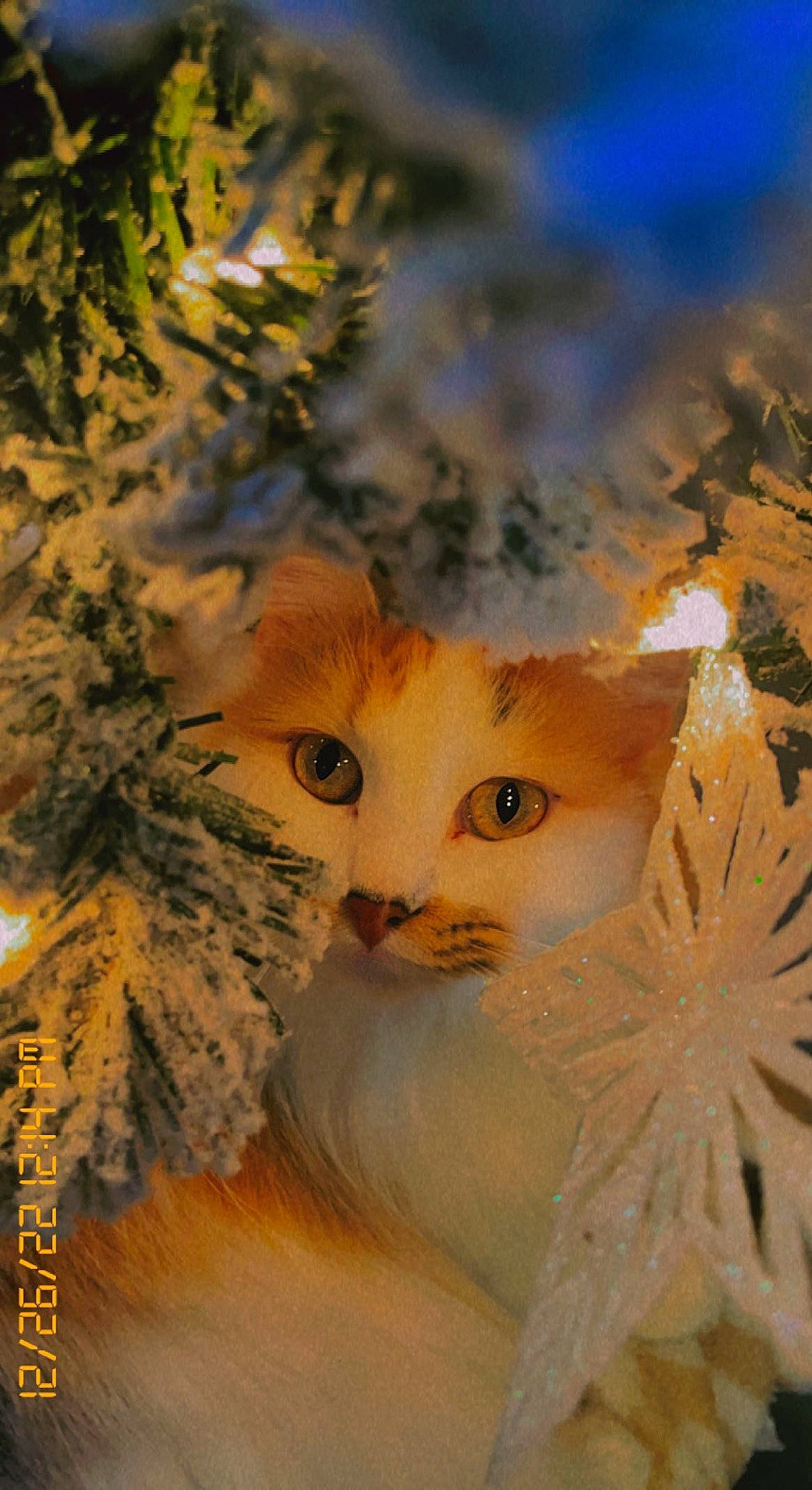 Bunny is registered to the contest to win money with this photo: art, carnivore, cat, christmas_ornament, christmas_tree, conifer, event, evergreen, fawn, felidae, fur, larch, plant, small_to_medium_sized_cats, snout, tail, tree, twig, whiskers, wood
