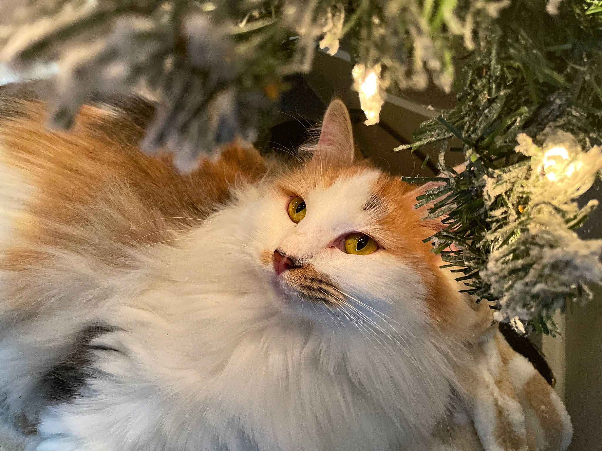 Bunny is registered to the contest to win money with this photo: carnivore, cat, conifer, event, fawn, felidae, fir, fur, pine, plant, small_to_medium_sized_cats, snout, terrestrial_animal, tree, twig, whiskers