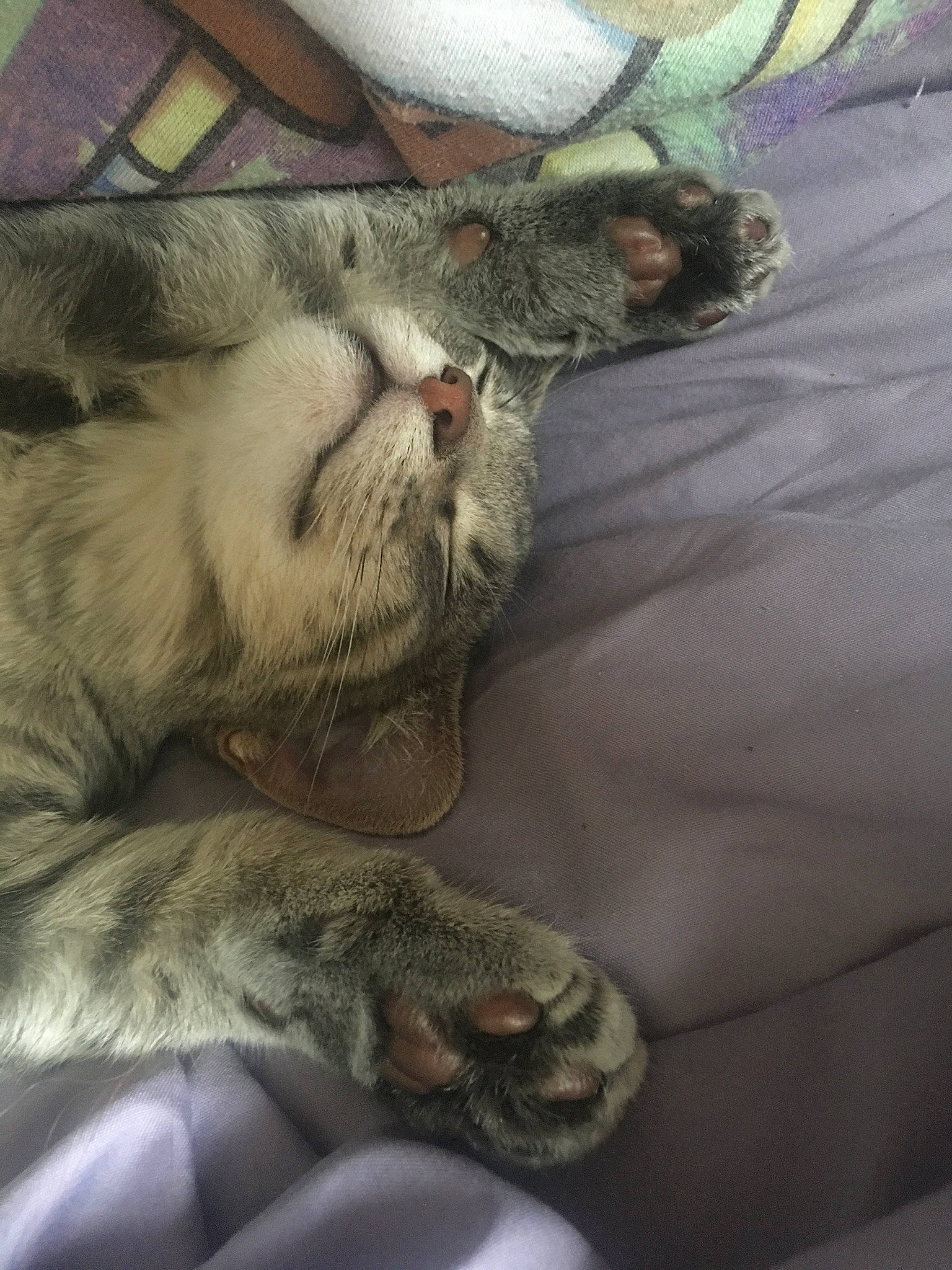 Nikita joined the competition — help win amazing prizes! carnivore, cat, claw, cloud, comfort, domestic_short_haired_cat, felidae, fur, grey, linens, metal, nap, paw, sleep, small_to_medium_sized_cats, snout, tail, whiskers, wildlife, yawn