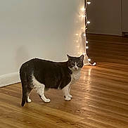 Nala Alicia Frazier joined the competition — help win amazing prizes! cat, indoor, wooden_floor, string_lights, white_wall, pet, curious, domestic_cat, feline, standing, looking, cozy, warm_lighting, home, animal, four_legs, ears, tail, fur, quiet