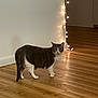 cat, indoor, wooden_floor, string_lights, white_wall, pet, curious, domestic_cat, feline, standing, looking, cozy, warm_lighting, home, animal, four_legs, ears, tail, fur, quiet