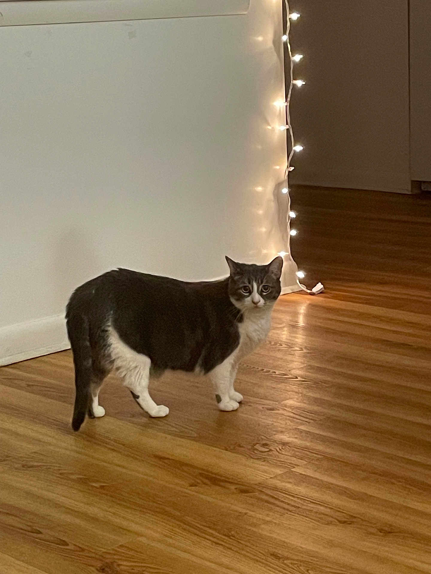 Nala Alicia Frazier