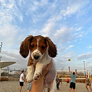 Moose is registered to the contest to win money with this photo: animal, ball, beach, clouds, cute, dog, fun, hand, holding, outdoor, people, person, playing, puppy, recreation, sand, sky, sport, summer, volleyball