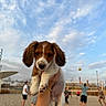 animal, ball, beach, clouds, cute, dog, fun, hand, holding, outdoor, people, person, playing, puppy, recreation, sand, sky, sport, summer, volleyball