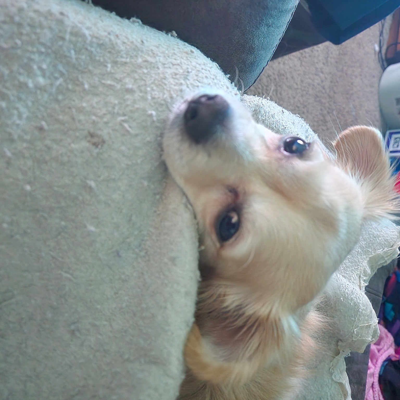 Tango joined the competition — help win amazing prizes! canidae, carnivore, collar, companion_dog, dog, dog_breed, dog_collar, dog_supply, electric_blue, fawn, fur, non_sporting_group, paw, pet_supply, snout, spitz, sporting_group, whiskers, working_animal