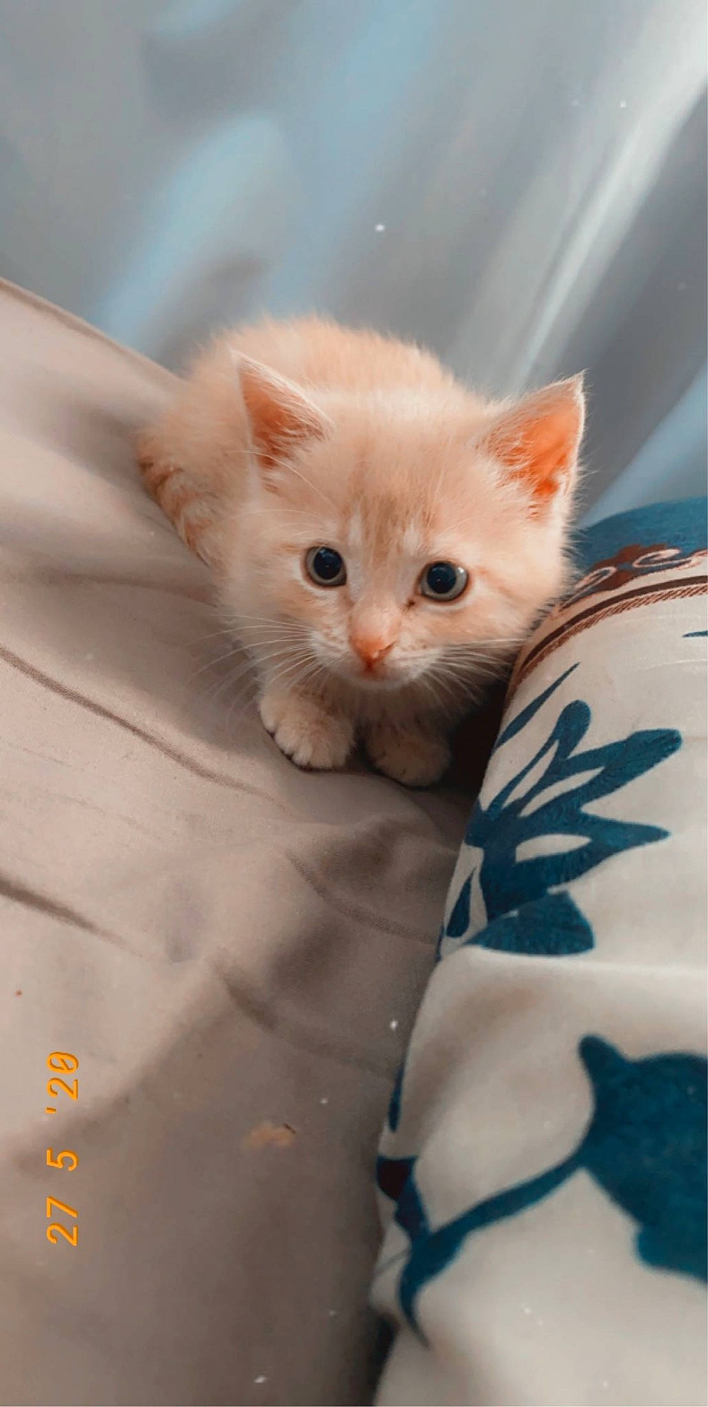 Lune participe au concours pour gagner de l'argent avec cette photo : asian, burmilla, carnivore, cat, colorpoint_shorthair, domestic_short_haired_cat, eye, fawn, felidae, german_rex, kitten, mammal, ojos_azules, ragamuffin, ragdoll, small_to_medium_sized_cats, turkish_angora, turkish_van, vertebrate, whiskers