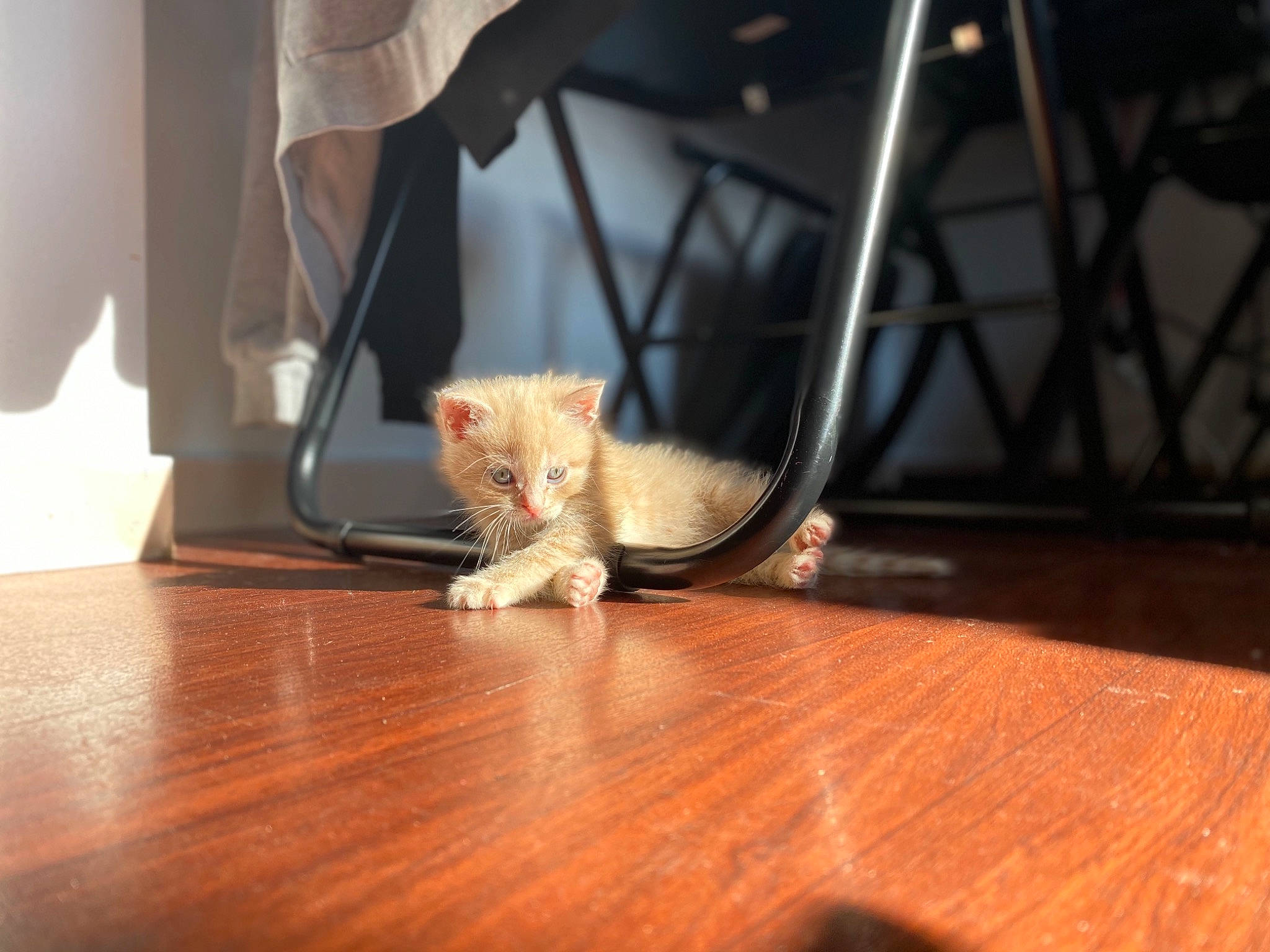 Lune participe au concours pour gagner de l'argent avec cette photo : cat, felidae, floor, flooring, fur, hardwood, kitten, laminate_flooring, room, small_to_medium_sized_cats, table, tail, whiskers, wood, wood_flooring