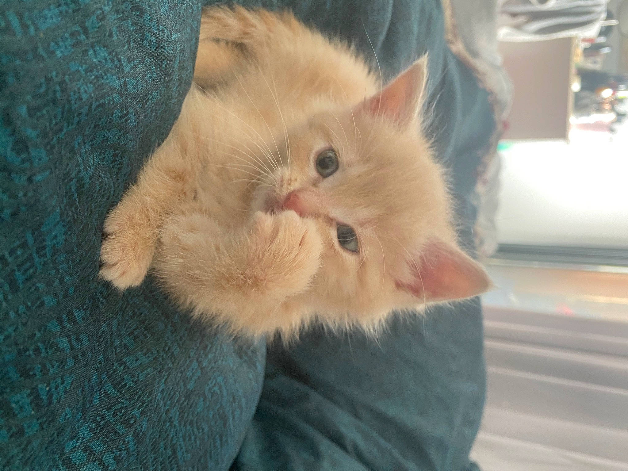 Lune participe au concours pour gagner de l'argent avec cette photo : asian, british_semi_longhair, carnivore, cat, close_up, eye, fawn, felidae, fur, kitten, mammal, nose, ojos_azules, persian, polydactyl_cat, skin, small_to_medium_sized_cats, snout, vertebrate, whiskers