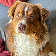 Uno participe au concours pour gagner de l'argent avec cette photo : dog, australian_shepherd, pet, indoor, fluffy, brown, white, couch, pillow, floor, portrait, fur, animal, canine, closeup, companion, cute, domestic, looking, sitting