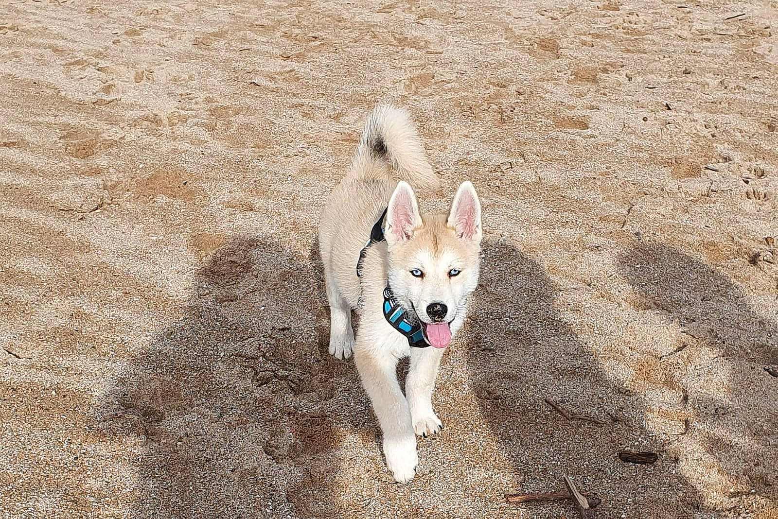 Reïko a rejoint le concours — aidez-le/la à gagner de superbes lots ! ancient_dog_breeds, canidae, carnivore, collar, companion_dog, dog, dog_breed, dog_supply, fawn, non_sporting_group, pet_supply, soil, sporting_group, tail, working_animal, working_dog