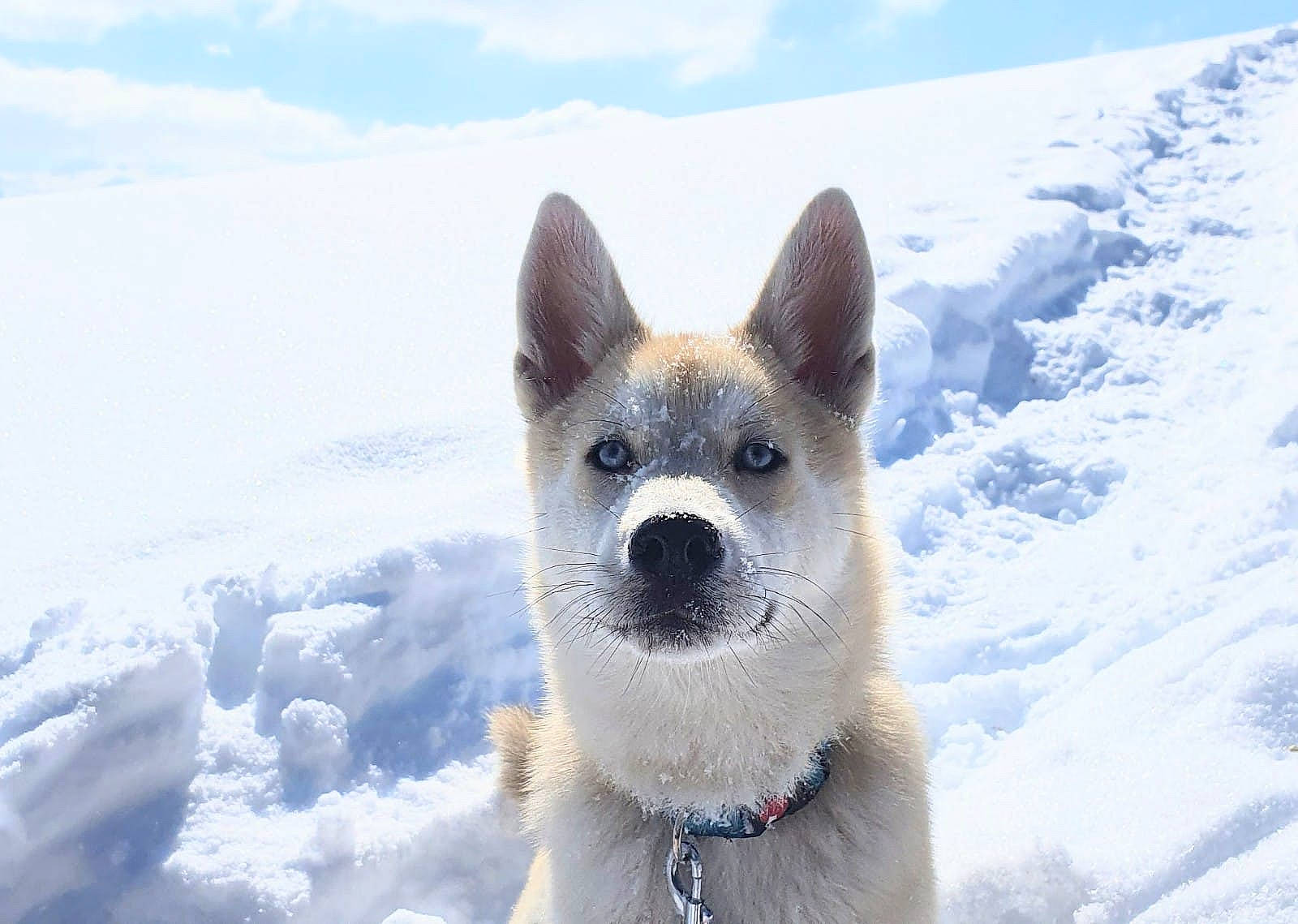 Reïko participe au concours pour gagner de l'argent avec cette photo : carnivore, cloud, collar, companion_dog, dog, dog_breed, fawn, freezing, fur, glacial_landform, ice_cap, jaw, polar_ice_cap, sky, snout, snow, sporting_group, terrestrial_animal, whiskers, winter