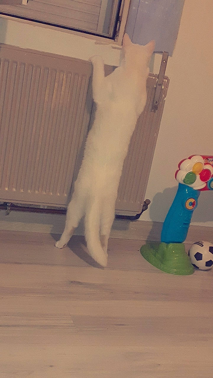 Moumousse a rejoint le concours — aidez-le/la à gagner de superbes lots ! art, carnivore, cat, domestic_short_haired_cat, fawn, felidae, flooring, foot, fur, hardwood, human_leg, paw, plaster, room, small_to_medium_sized_cats, stuffed_toy, tail, toy, whiskers, wood