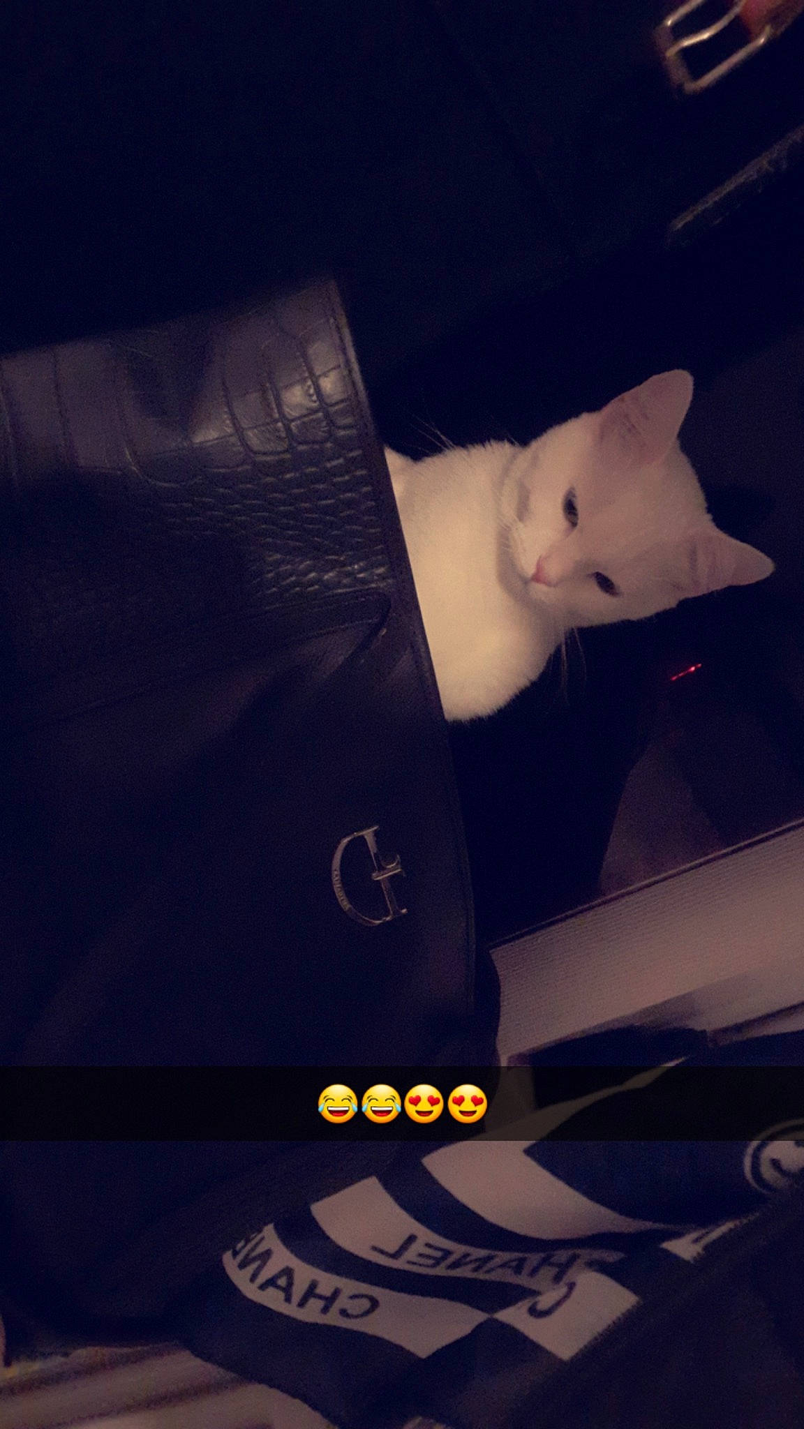 Moumousse a rejoint le concours — aidez-le/la à gagner de superbes lots ! automotive_design, automotive_lighting, brand, carmine, darkness, electric_blue, font, formal_wear, gesture, graphic_design, graphics, human_body, logo, shadow, sky, sleeve, space, t_shirt, tail, wing