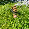 animal, ball, canine, cute, dog, flower, garden, grass, greenery, happy, nature, outdoor, pet, playful, puppy, small_dog, summer, sunlight, tongue_out, yard