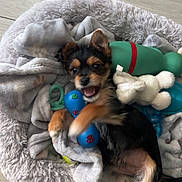 Appy a rejoint le concours — aidez-le/la à gagner de superbes lots ! animal, bed, black_and_tan, blanket, canine, cozy, cute, dog, floor, fur, happy, indoor, paw, pet, playful, puppy, small_dog, smiling, soft, toy