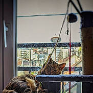 Bébéchat a rejoint le concours — aidez-le/la à gagner de superbes lots ! cat, tabby, feline, pet, indoor, cat_tree, window, string, relaxed, resting, urban_view, building, balcony, daylight, fur, animal, domestic, sleepy, cozy, home