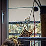 cat, tabby, feline, pet, indoor, cat_tree, window, string, relaxed, resting, urban_view, building, balcony, daylight, fur, animal, domestic, sleepy, cozy, home