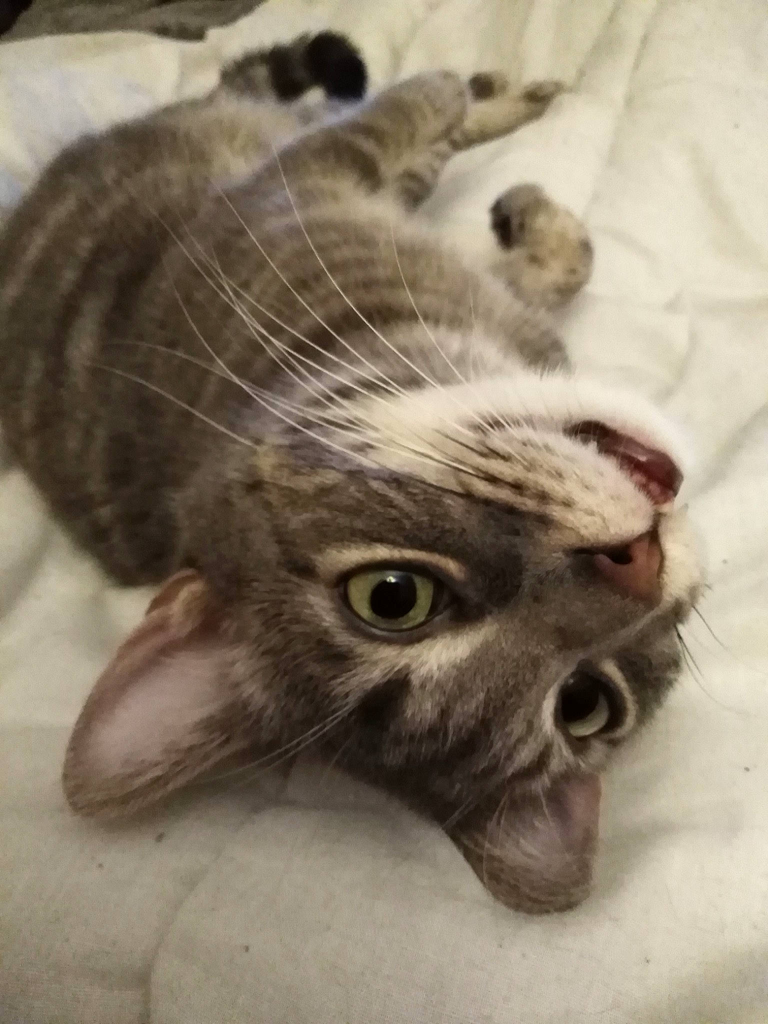 Macaron participe au concours pour gagner de l'argent avec cette photo : american_curl, american_shorthair, asian, carnivore, cat, domestic_short_haired_cat, dragon_li, ear, egyptian_mau, european_shorthair, eye, felidae, head, kitten, nose, ocicat, small_to_medium_sized_cats, snout, tabby_cat, whiskers