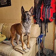 Orka participe au concours pour gagner de l'argent avec cette photo : dog, couch, indoor, backpack, framed_picture, wall, floor, folding_chair, hat, coat, table, plastic_bag, tile_floor, pet, animal, living_room, furniture, portrait, household, decor