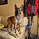 Orka
