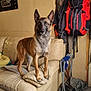 dog, couch, indoor, backpack, framed_picture, wall, floor, folding_chair, hat, coat, table, plastic_bag, tile_floor, pet, animal, living_room, furniture, portrait, household, decor