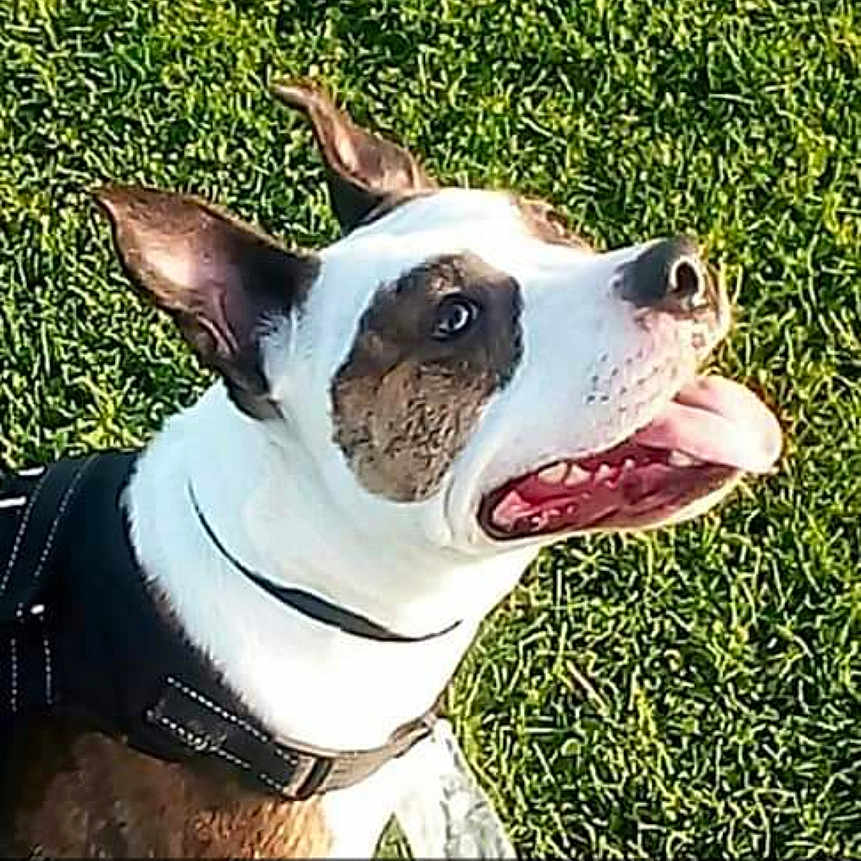 Zara a rejoint le concours — aidez-le/la à gagner de superbes lots ! accessories, animal, ball, bostonbull, boxer, bulldog, canine, dog, grass, lawn, outdoors, pet, pitbull, plant, snout, sport, strap, tennis, tennisball, terrier