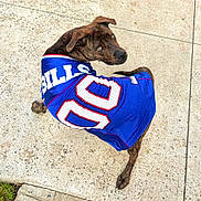 Blue is registered to the contest to win money with this photo: dog, brindle, jersey, sportswear, blue, number_90, bills, sidewalk, concrete, outdoor, pet, canine, looking_back, animal, mischievous, casual, daylight, closeup, portrait, friendly