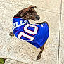 dog, brindle, jersey, sportswear, blue, number_90, bills, sidewalk, concrete, outdoor, pet, canine, looking_back, animal, mischievous, casual, daylight, closeup, portrait, friendly