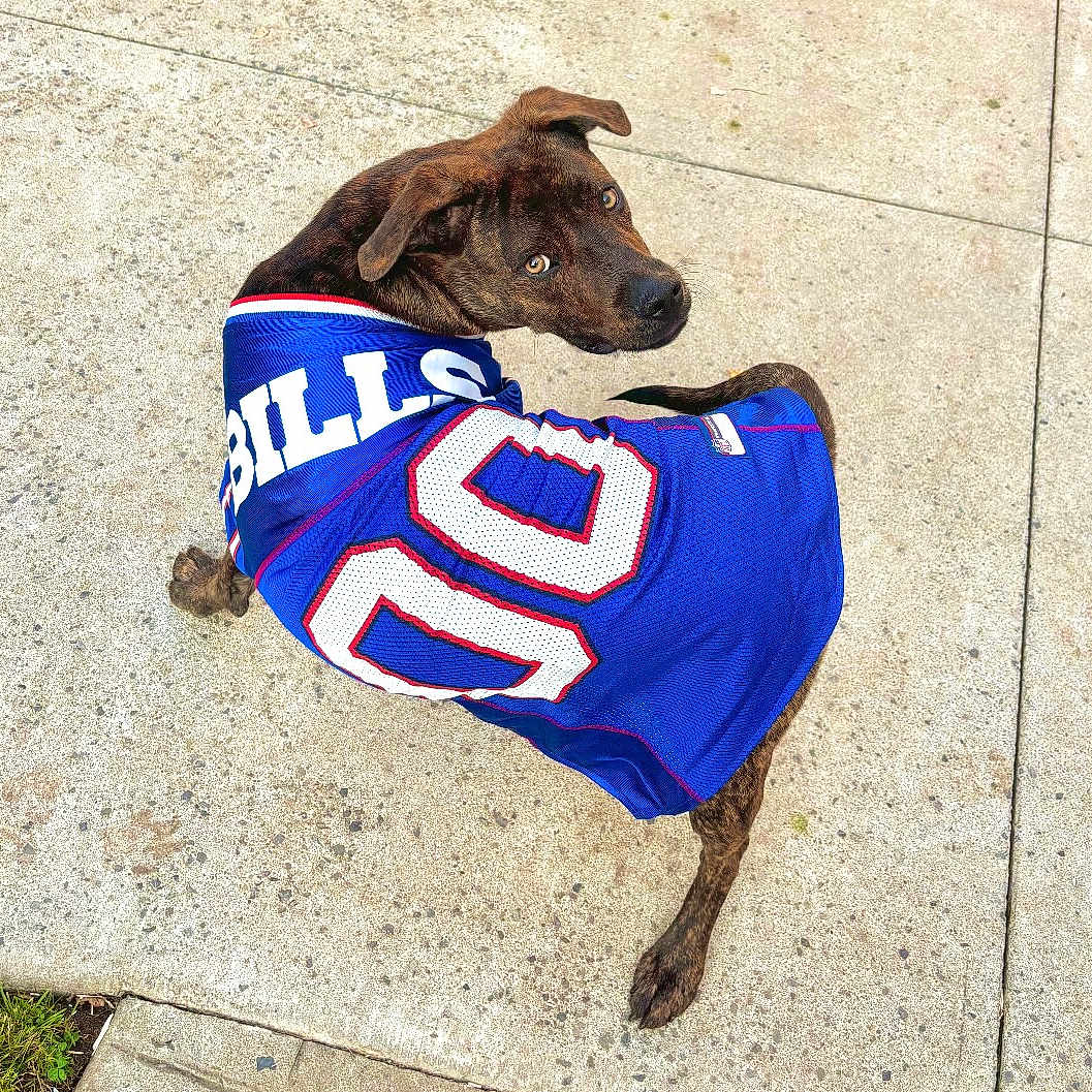 Blue is registered to the contest to win money with this photo: animal, bills, blue, brindle, canine, casual, closeup, concrete, daylight, dog, friendly, jersey, looking_back, mischievous, number_90, outdoor, pet, portrait, sidewalk, sportswear