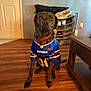 Blue is registered to the contest to win money with this photo: dog, brindle, jersey, buffalo_bills, blue, collar, floor, wooden_floor, indoor, furniture, table, shoe_rack, sitting, pet, animal, sport_jersey, home, casual, looking, attentive
