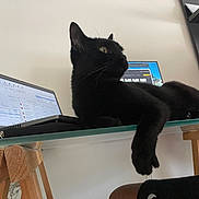 Lulu a rejoint le concours — aidez-le/la à gagner de superbes lots ! black_cat, cat, feline, pet, animal, sitting, lying_down, paw, whiskers, ears, yellow_eyes, fur, indoor, home, office, laptop, computer, glass_table, furniture, funny_pose