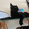 black_cat, cat, feline, pet, animal, sitting, lying_down, paw, whiskers, ears, yellow_eyes, fur, indoor, home, office, laptop, computer, glass_table, furniture, funny_pose