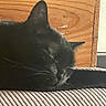 cat, black_cat, sleeping, sleepy, pet, animal, whiskers, ears, fur, closeup, indoor, cozy, cushion, upholstery, striped_fabric, wood, furniture, resting, relaxed, portrait