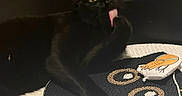 Lulu participe au concours pour gagner de l'argent avec cette photo : black_cat, cat, feline, pet, animal, green_eyes, pink_tongue, licking, sitting, indoors, scratcher, cat_toy, fish_toy, black_fur, long_tail, pointed_ears, whiskers, playful, close_up, home