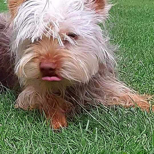 Puppy