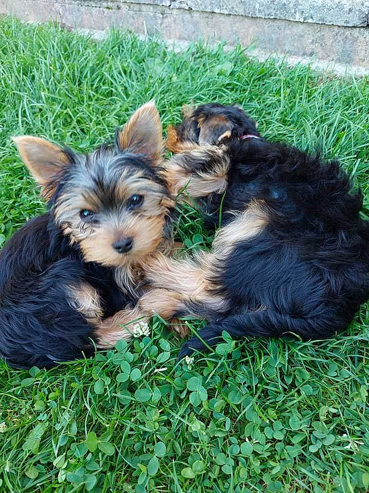 Syrius participe au concours pour gagner de l'argent avec cette photo : canidae, carnivore, companion_dog, dog, dog_breed, dog_supply, fawn, fur, grass, groundcover, plant, small_terrier, snout, sporting_group, terrier, toy_dog, water_dog, working_animal, yorkipoo, yorkshire_terrier