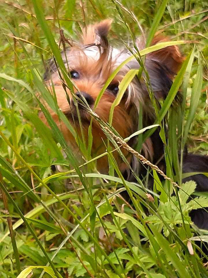 Syrius participe au concours pour gagner de l'argent avec cette photo : carnivore, companion_dog, dog, dog_breed, eye, fawn, flower, grass, grassland, happy, liver, people_in_nature, petal, plant, plant_community, sporting_group, terrestrial_plant, toy, toy_dog, whiskers
