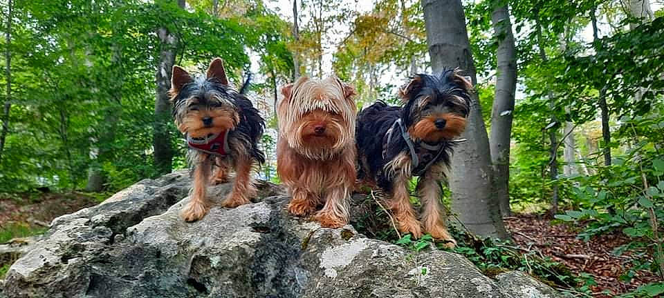 Syrius a rejoint le concours — aidez-le/la à gagner de superbes lots ! art, canidae, carnivore, companion_dog, dog, dog_breed, fawn, liver, plant, small_terrier, snout, sporting_group, terrestrial_animal, terrestrial_plant, terrier, toy_dog, tree, water_dog, wildlife, wood