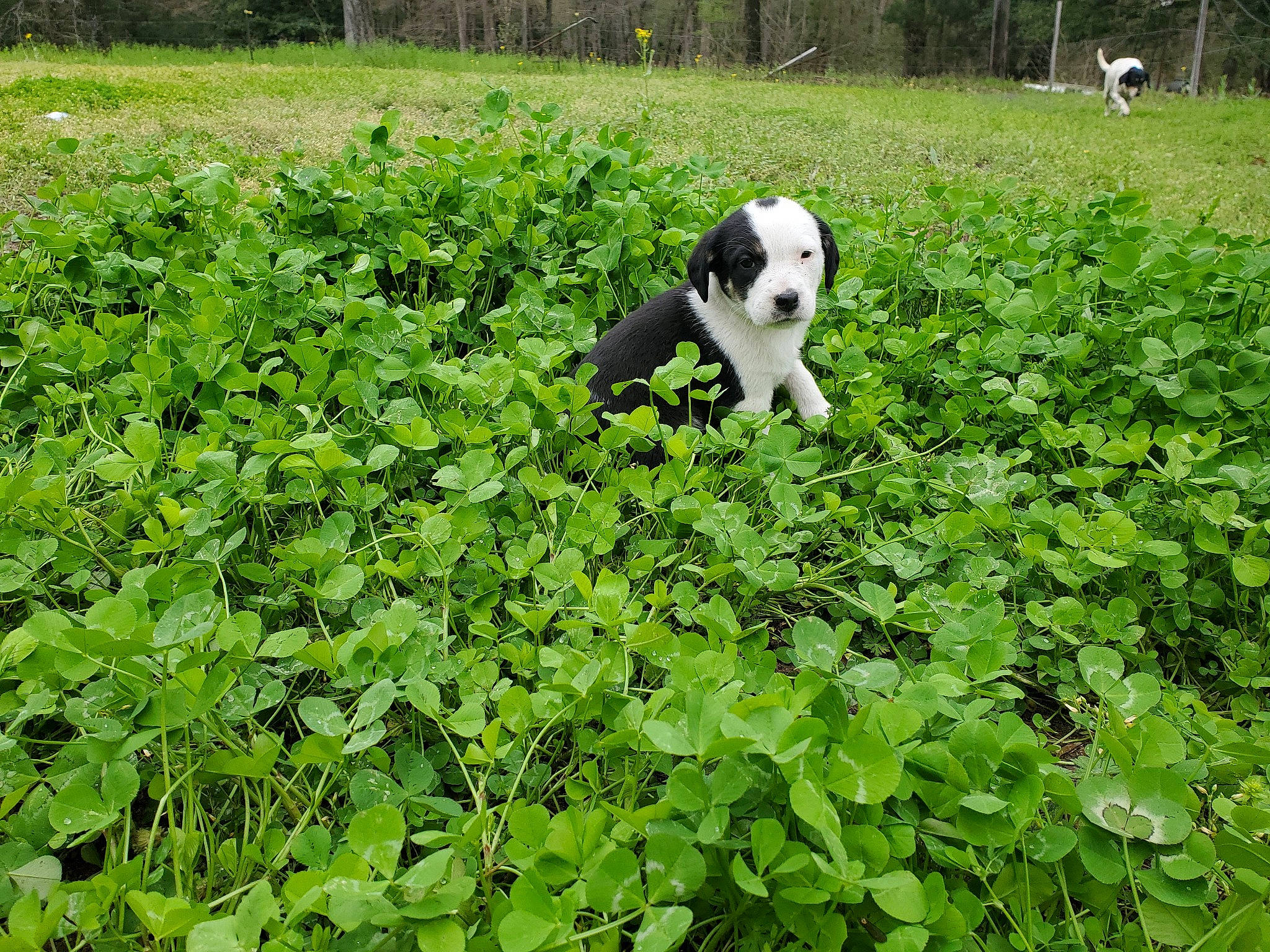 Bobo joined the competition — help win amazing prizes! adaptation, canidae, carnivore, companion_dog, crop, dog, dog_breed, farm, field, grass, groundcover, plant, plant_community, shrub, sporting_group