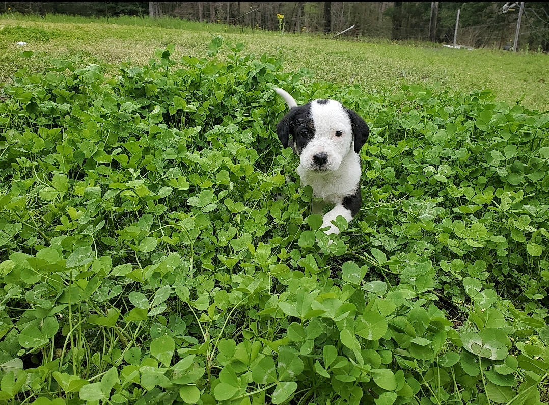 Bobo joined the competition — help win amazing prizes! canidae, carnivore, companion_dog, dalmatian, dog, dog_breed, grass, mammal, non_sporting_group, plant, sporting_group