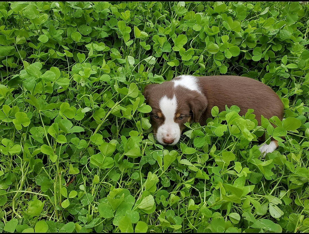 Pinecone is registered to the contest to win money with this photo: braque_francais, brittany, canidae, carnivore, dog, dog_breed, german_longhaired_pointer, liver, mammal, pointing_breed, puppy, small_munsterlander, sporting_group, vertebrate